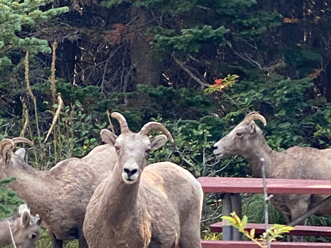 Two Medicine Lake-冰河国家公园必去景点