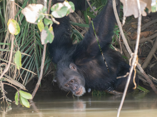 Birdwatching in The Gambia-Marakissa必去景点