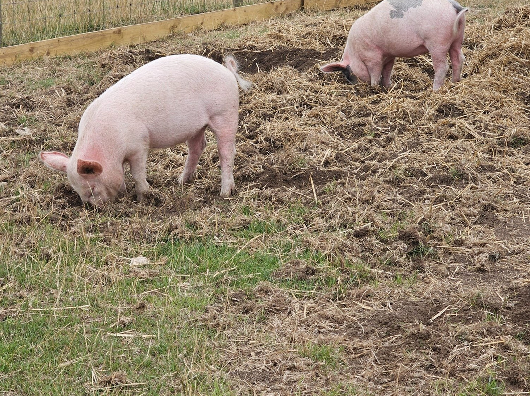 Tapnell Farm Park-雅茅斯必去景点