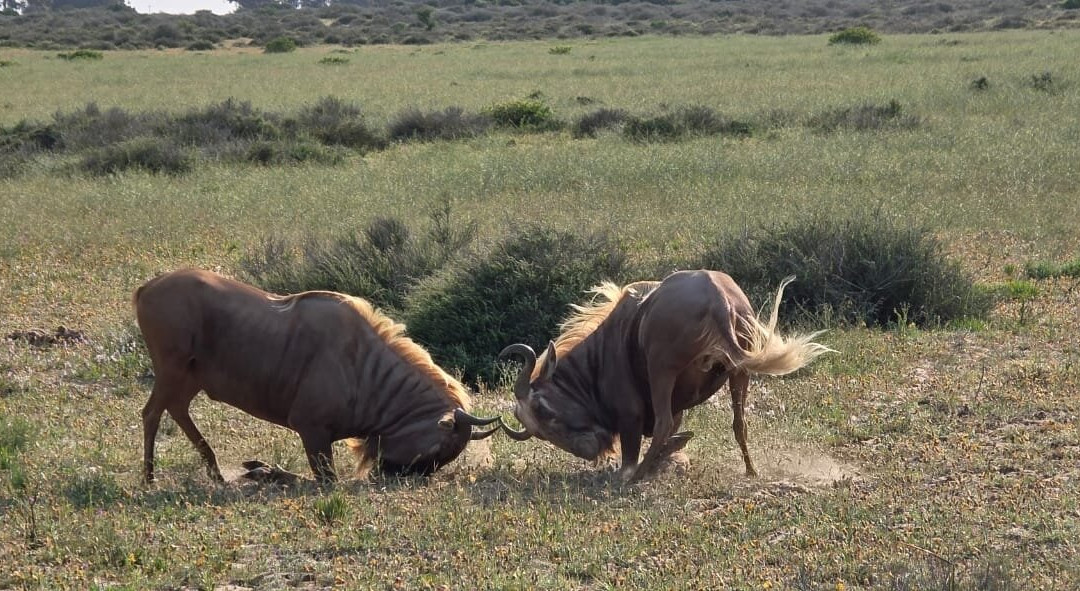 L'Ermitage Quagga Lodge主图