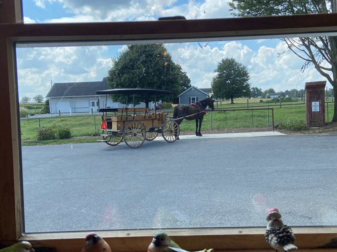 Abe's Buggy Rides-Bird in Hand必去景点