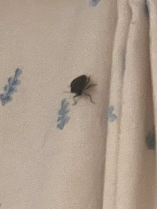 Hotel Villa Cecile主图