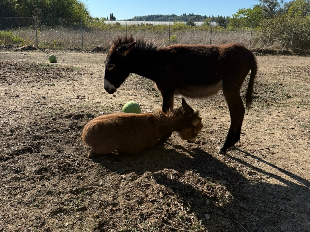 Corfu Donkey Rescue-Paleokastritsa必去景点