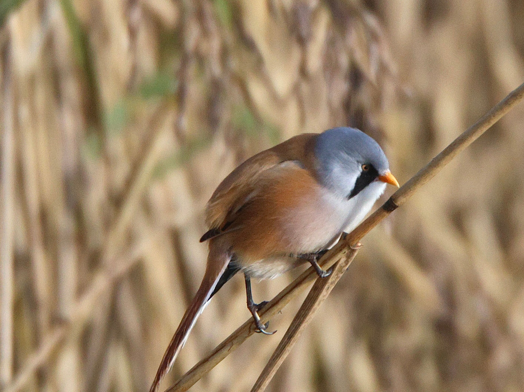 RSPB Leighton Moss Nature Reserve-Silverdale必去景点