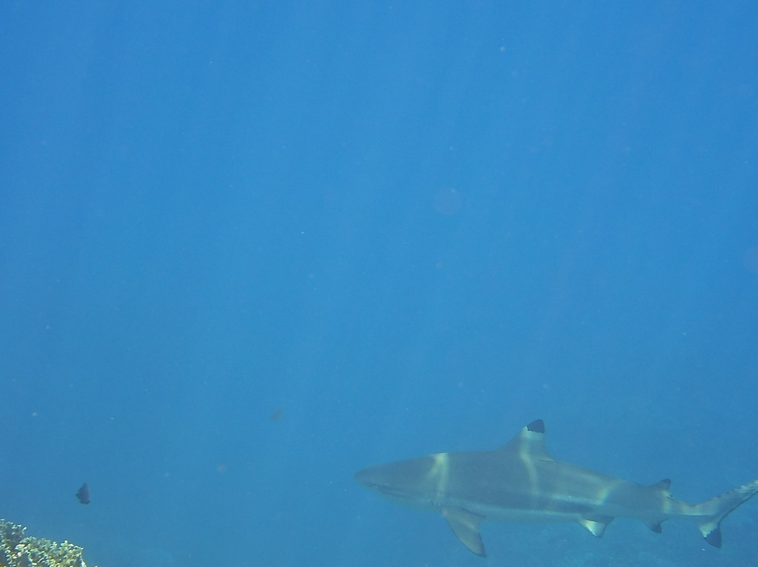 Waya Island Resort主图