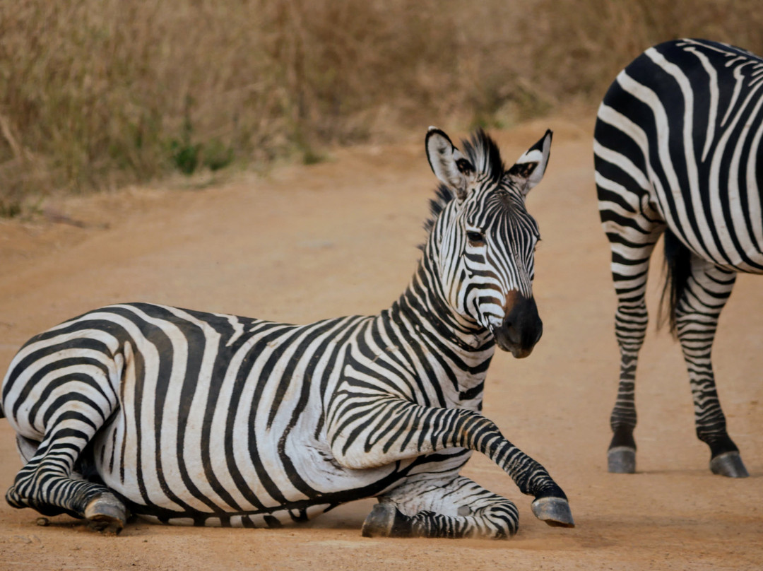 Nyika Discovery Ltd-阿鲁沙必去景点