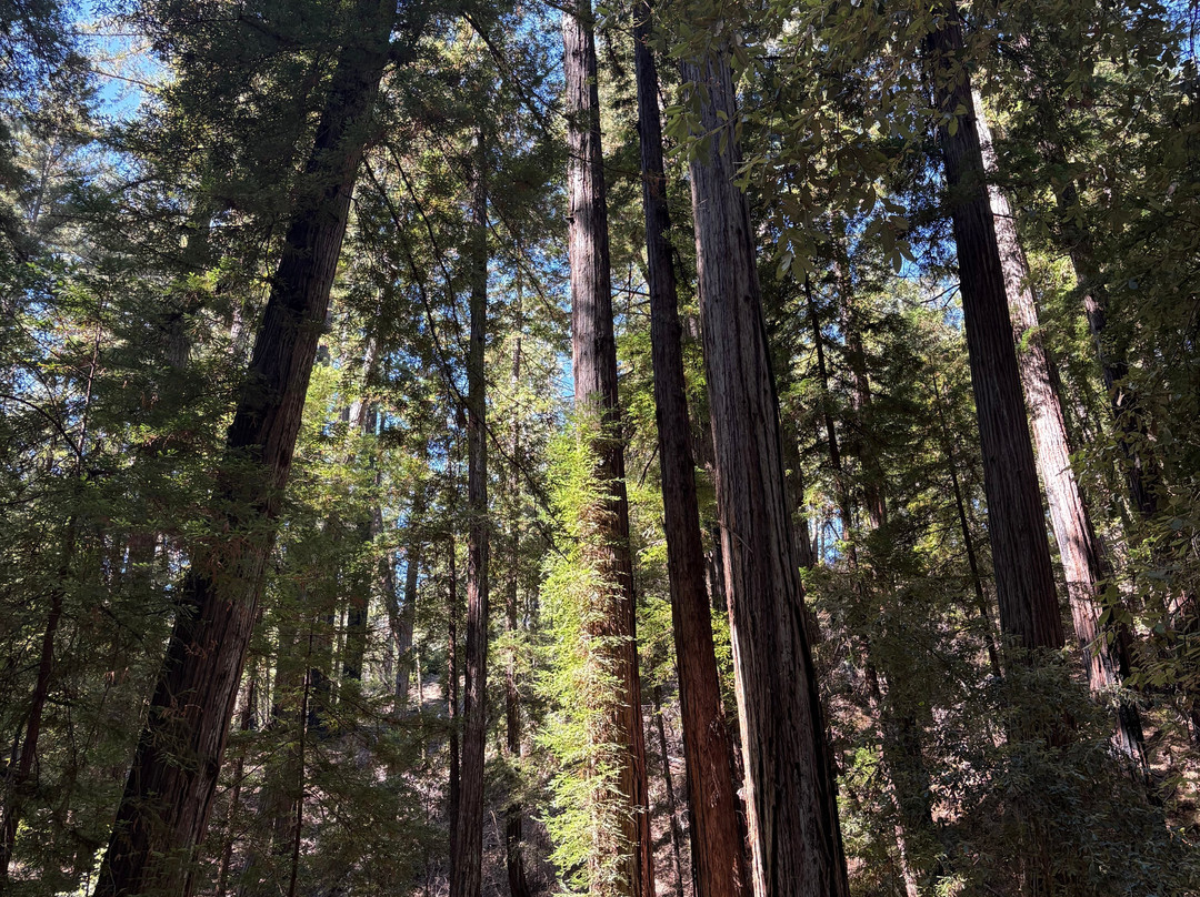 Armstrong Redwood State Reserve-Guerneville必去景点