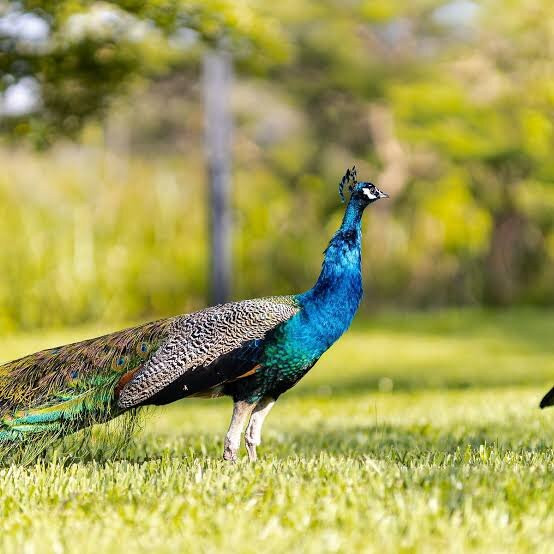 Nyandungu Eco-Park-吉佳利必去景点