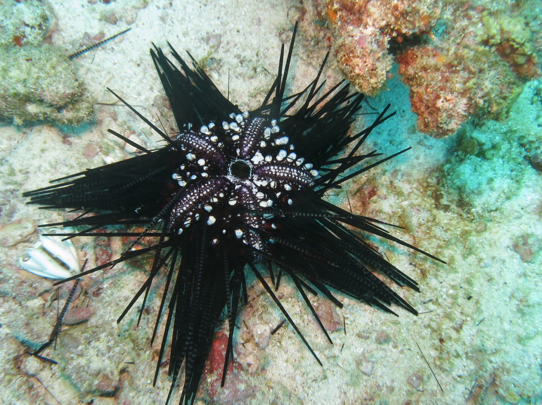 Whitetip Divers-普拉兰岛必去景点