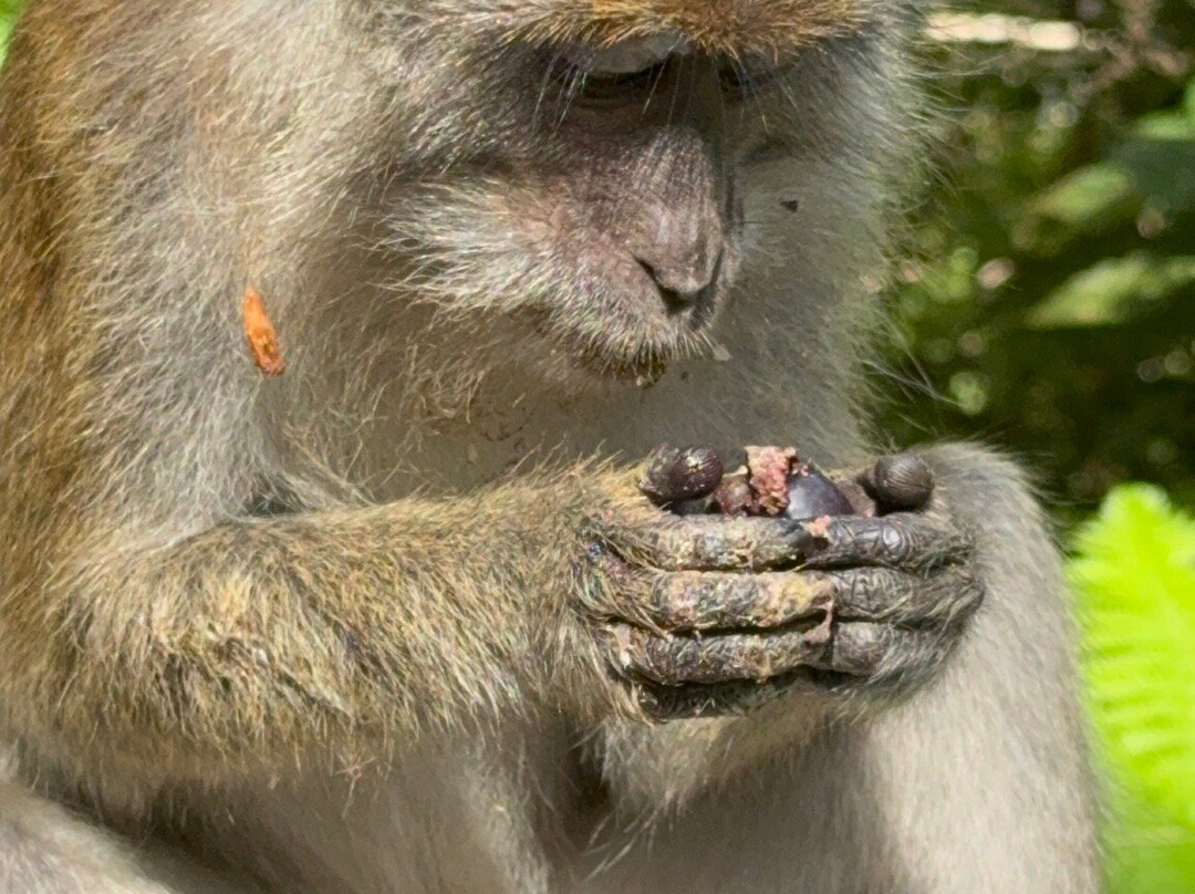 The Habitat Penang Hill-槟城岛必去景点