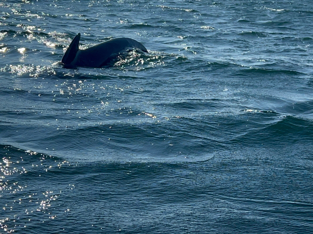 Oshan Whale Watch-Bay St. Lawrence必去景点