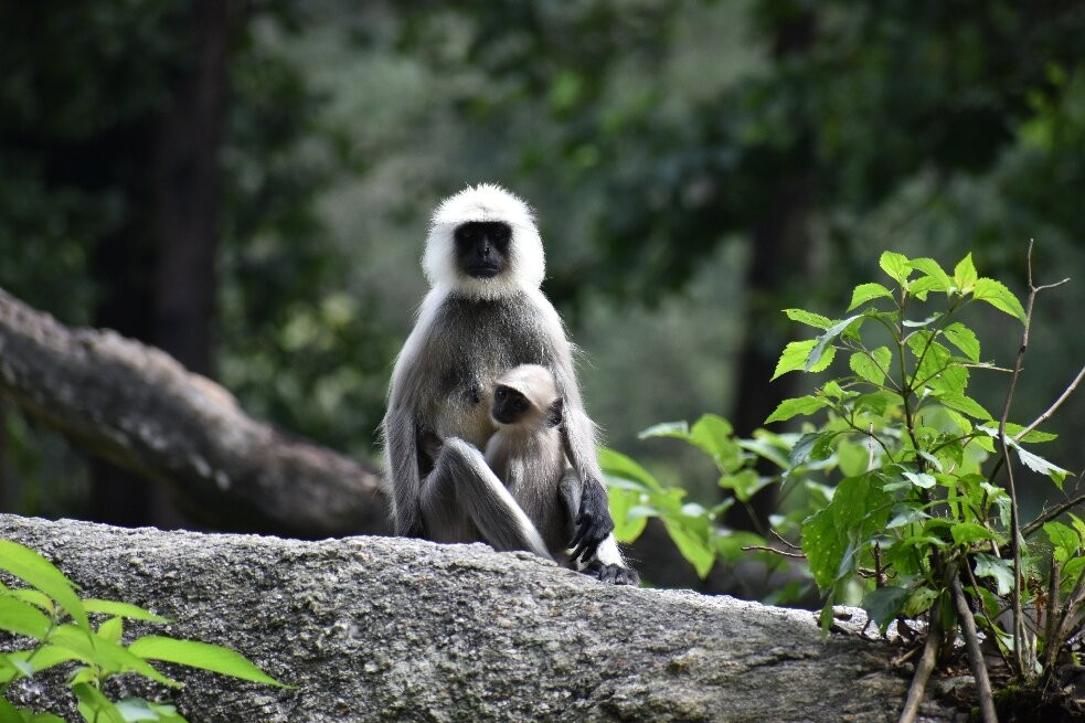 Aranyak Resort Kanha主图