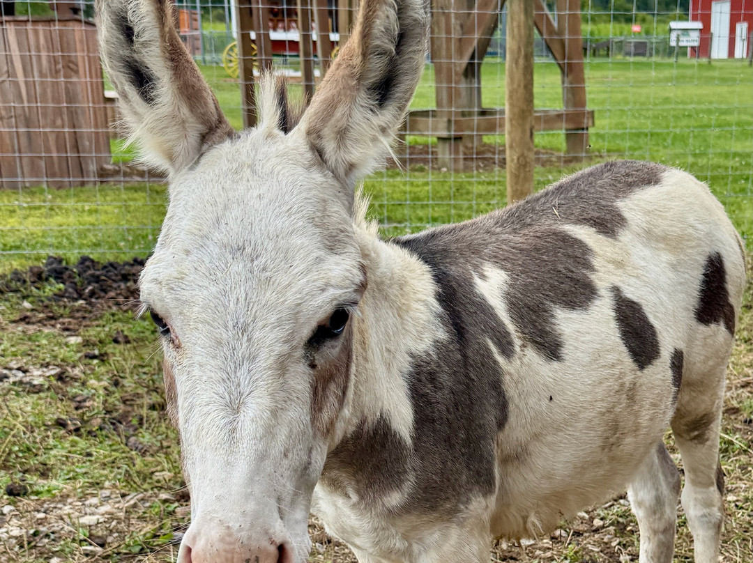 Pumpkinville-Great Valley必去景点
