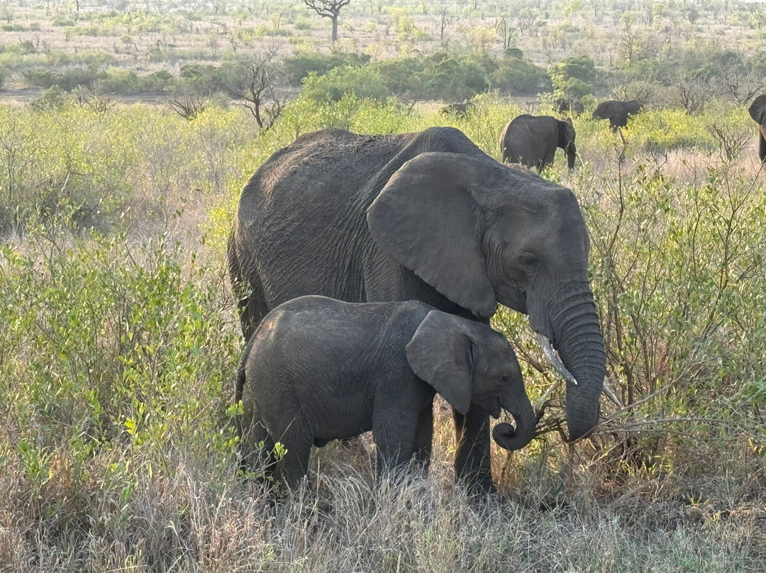 Honey Badger Safaris Kruger Tours-玛洛斯帕克必去景点