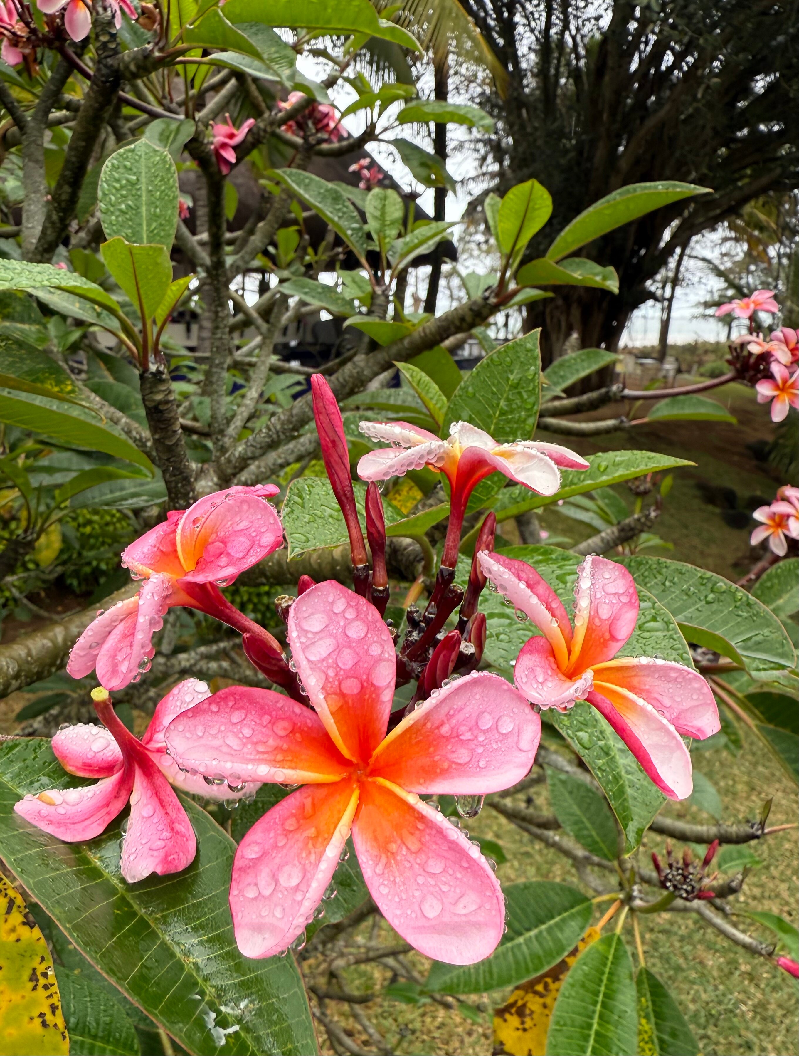 毛里求斯索菲特特色酒店-官方