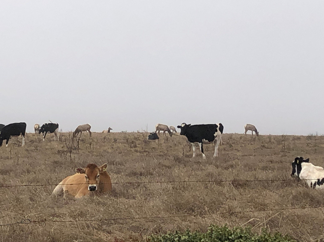 Point Reyes National Seashore-Point Reyes Station必去景点