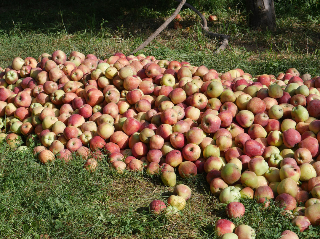 Driver Cum Guide-Sonamarg必去景点