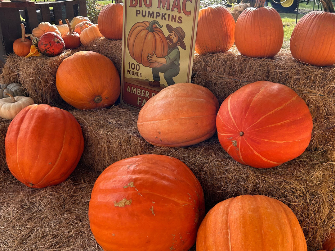 Amber Brooke Farms Eustis-Eustis必去景点