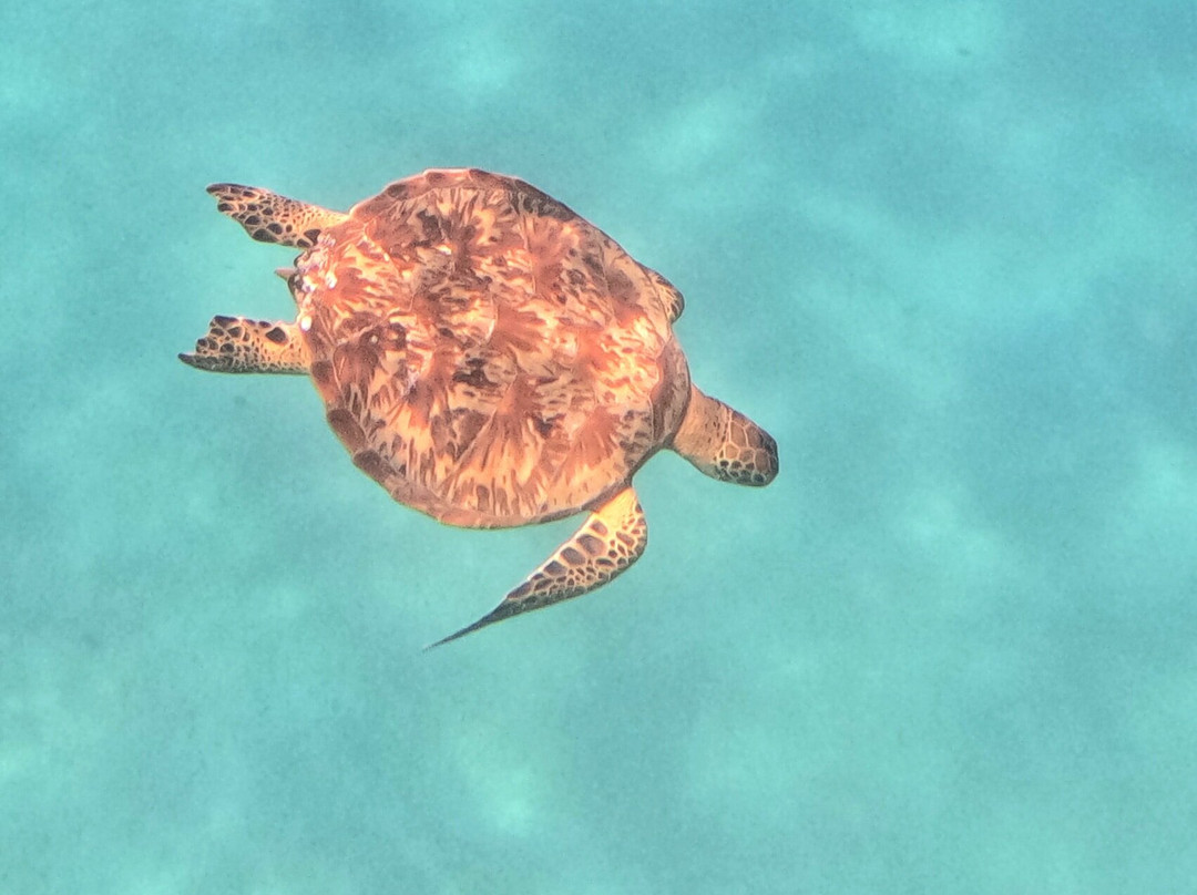 Moorea Watersport-Vaiare必去景点