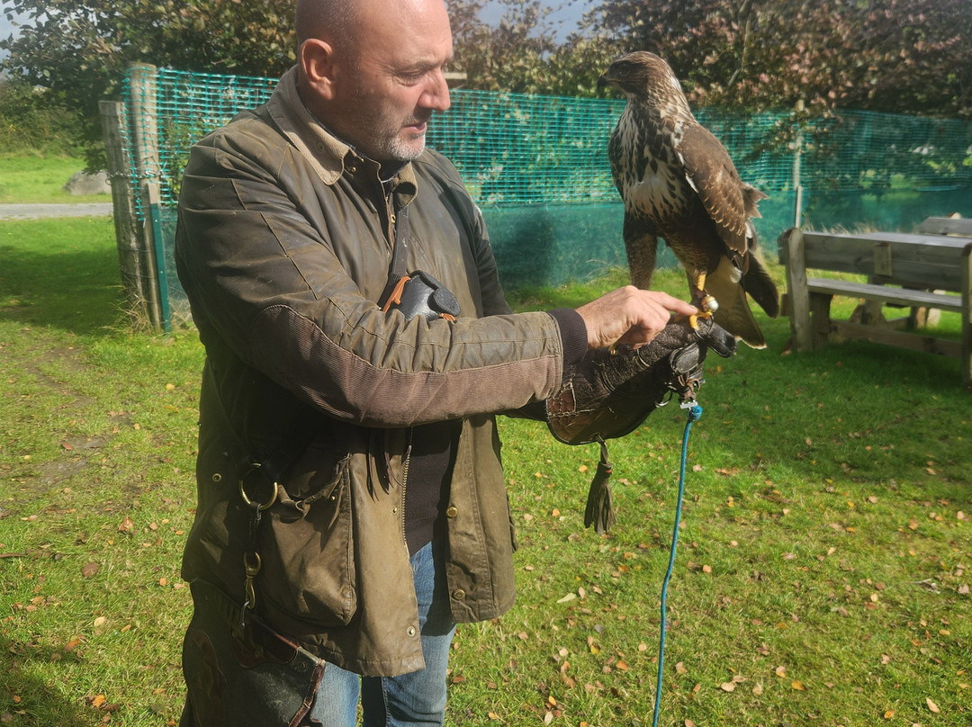 Killarney Falconry-基拉尼必去景点