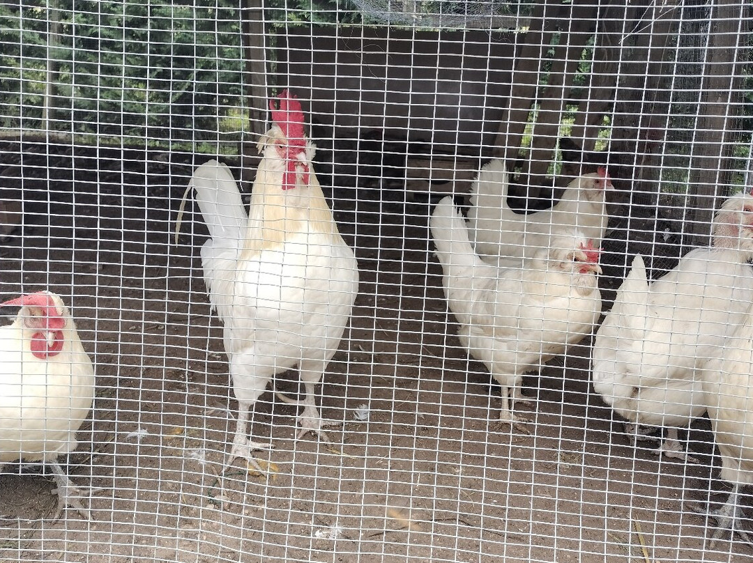 B&B Bosco del Gal主图