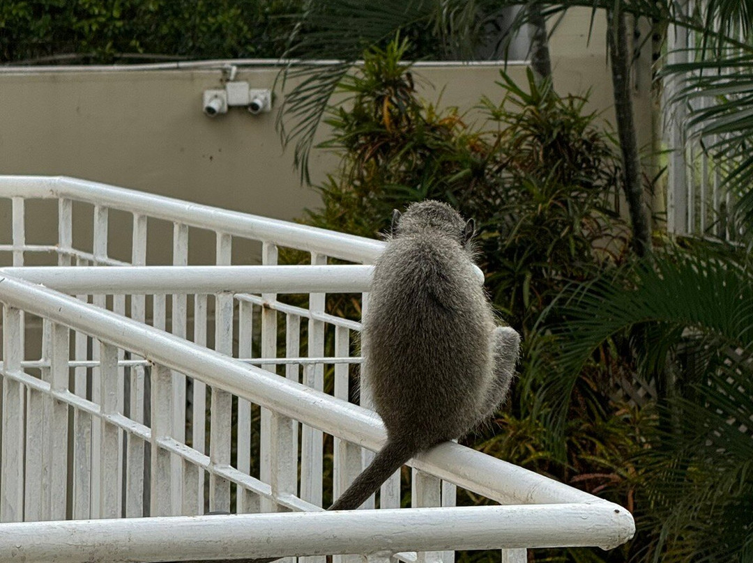 Forest Manor Boutique Guest House主图