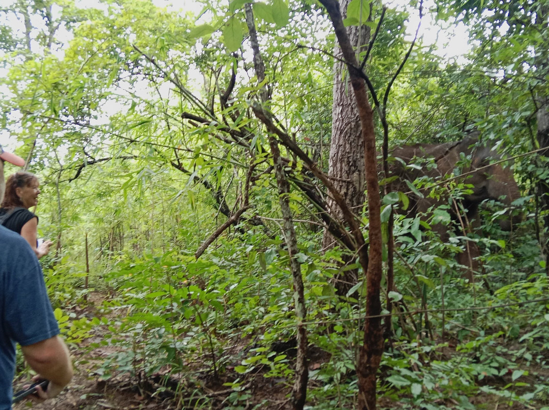 Luang Prabang Elephant New Home-琅勃拉邦必去景点