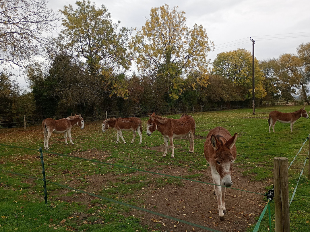 Island Farm Donkey Sanctuary-沃灵福德必去景点