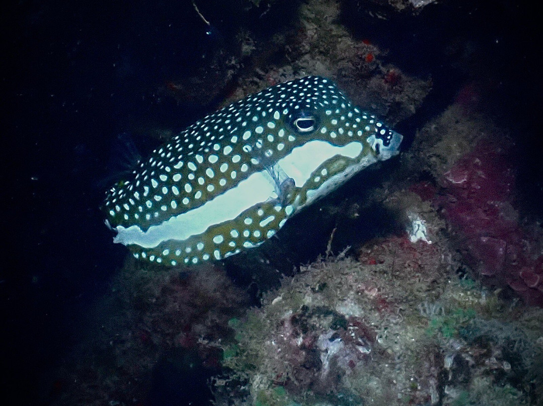 Maui Diamond Sea Sports-玛阿拉也亚必去景点