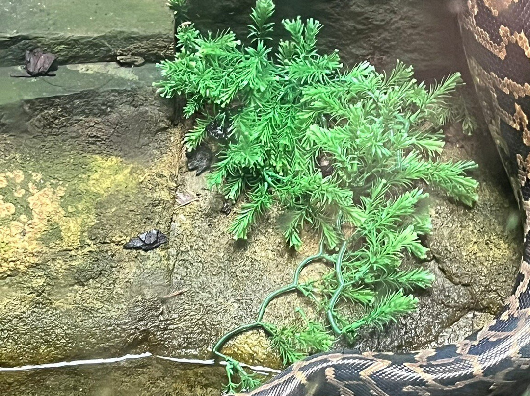 Plantasia Tropical Zoo-斯温西必去景点