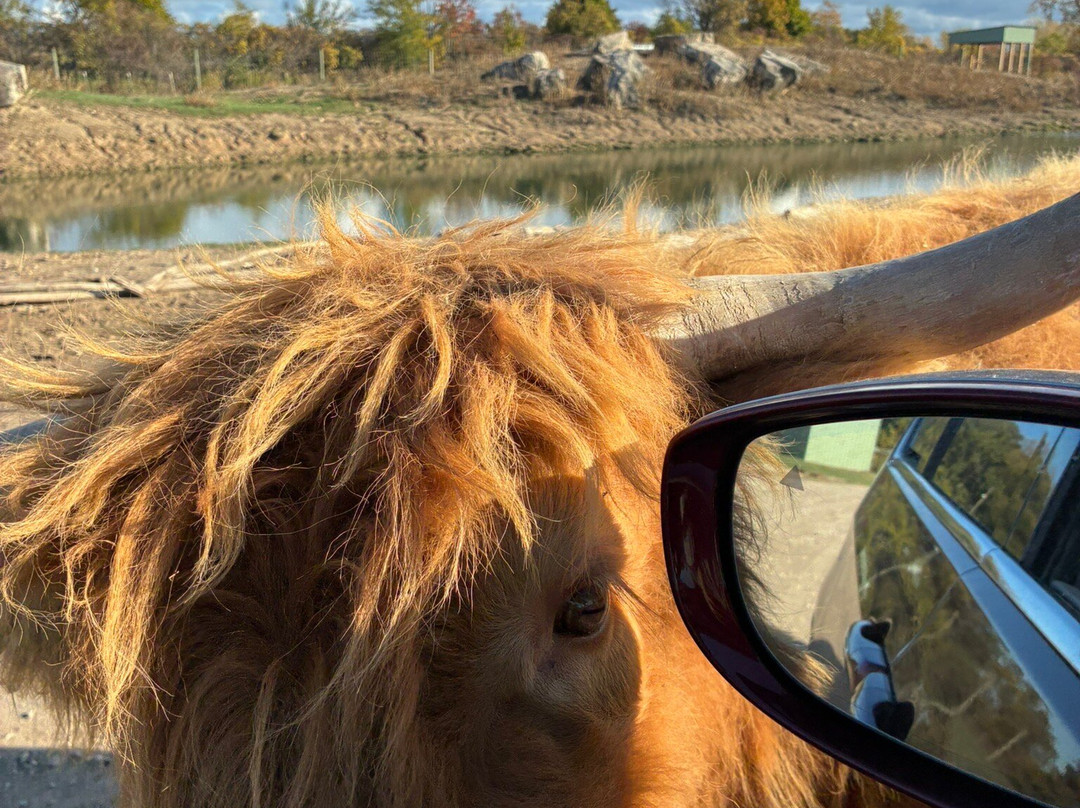 African Safari Wildlife Park-克林顿港必去景点