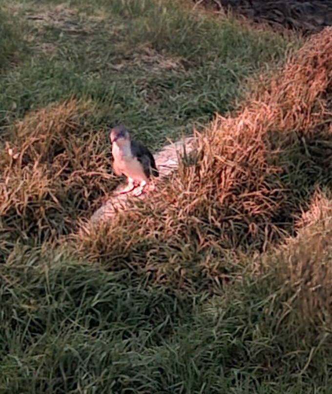 Penguin Observation Centre-伯尼必去景点