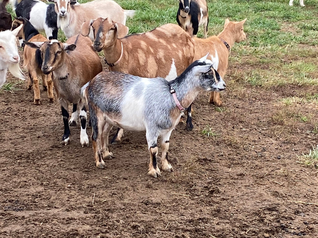 Udderly Ridiculous Farm Life-Blandford-Blenheim必去景点
