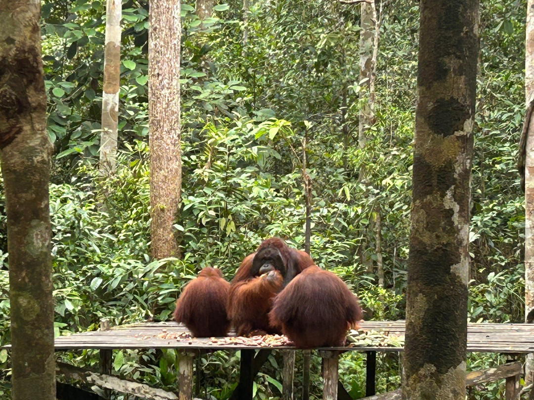 Sister Tour-Pangkalan Bun必去景点