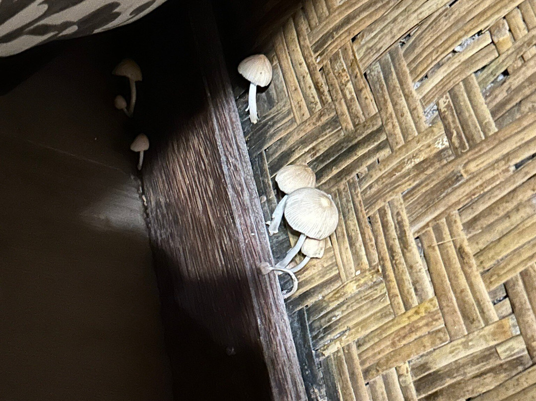 Beachouse Lovina主图