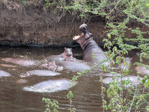 Brilliant Adventures & Safaris-阿鲁沙必去景点