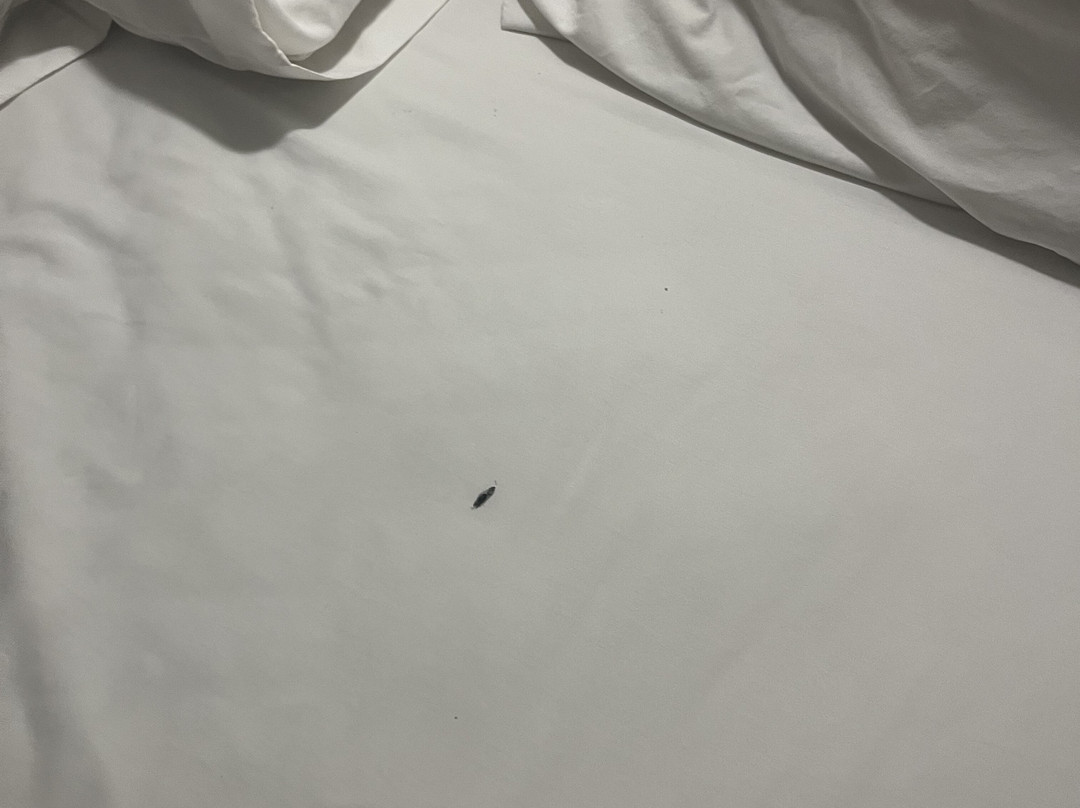 One Xalapa Las Animas主图