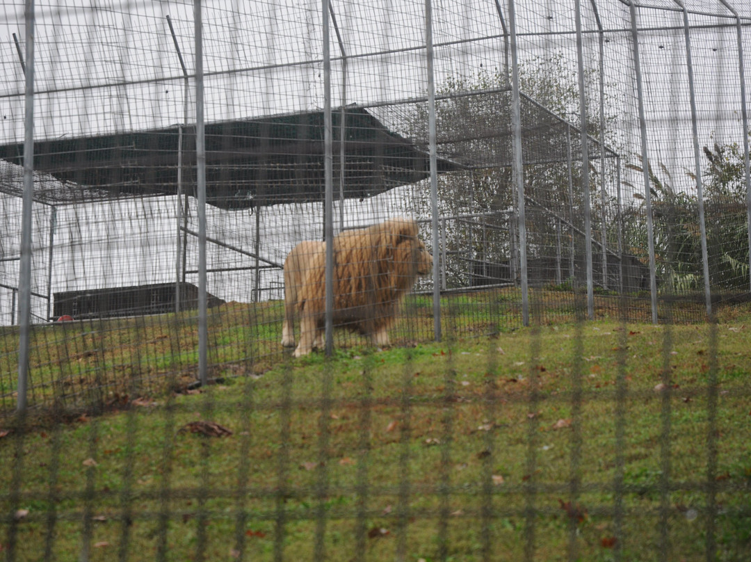 Turpentine Creek Wildlife Refuge-尤里卡斯普林斯必去景点