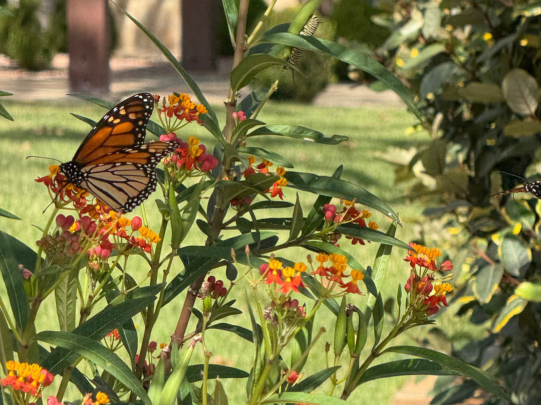 Grape Creek Vineyards Fredericksburg-弗雷德里克斯堡必去景点