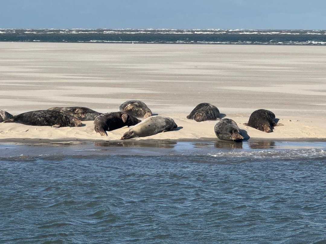 Zeehond Robbentocht-Nes必去景点