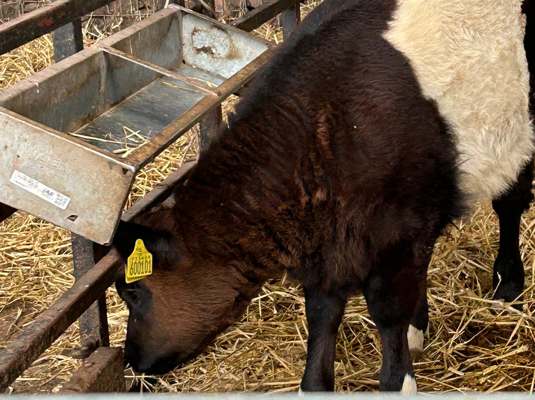 Greenmeadow Community Farm-Cwmbran必去景点