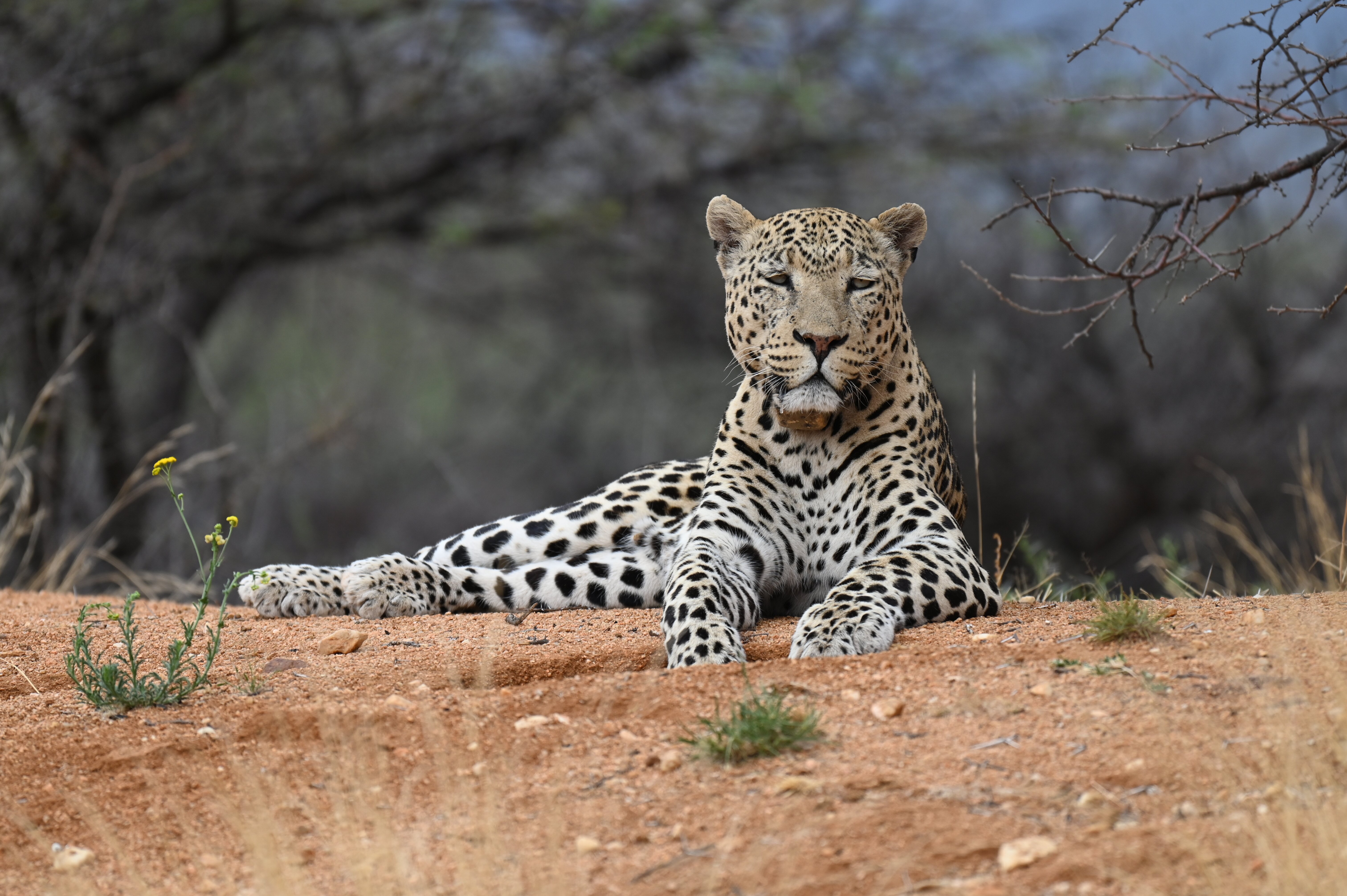 Okonjima Plains Camp-浴室