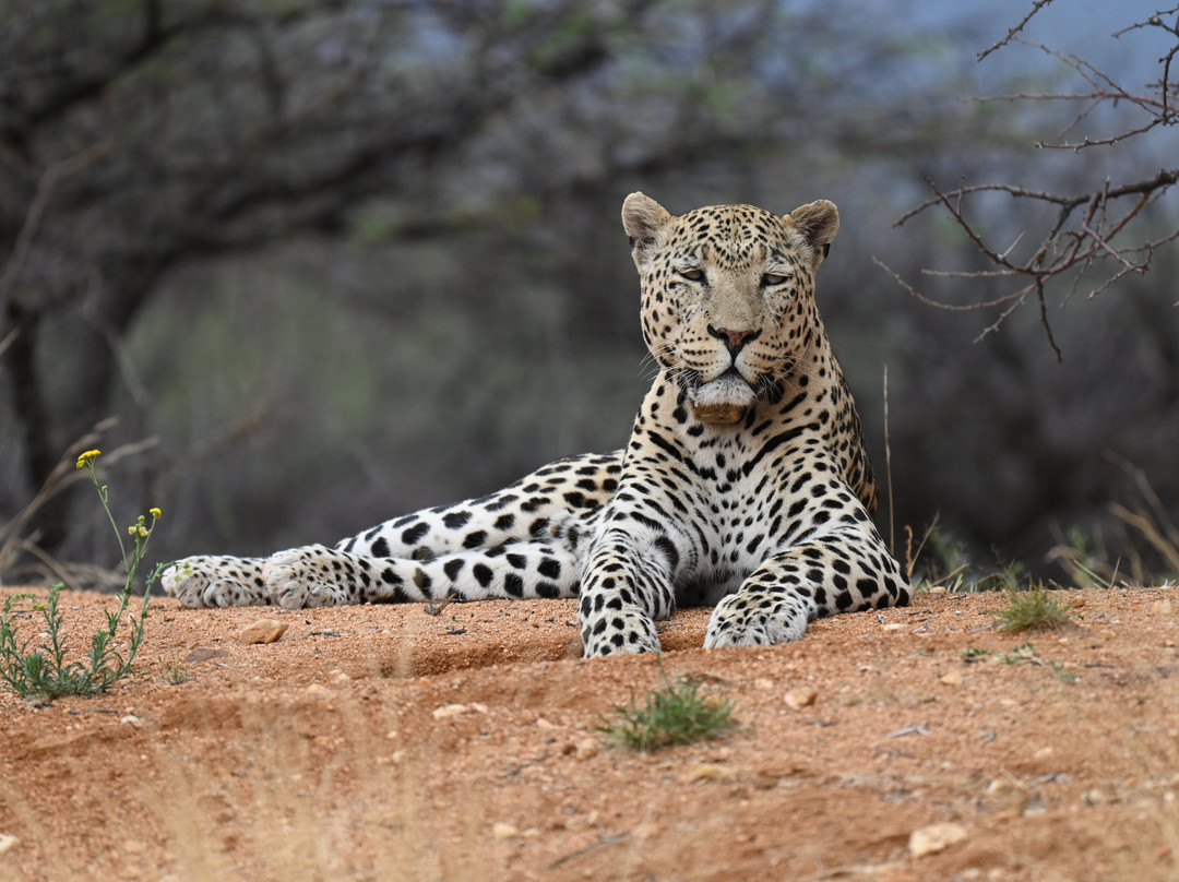 Okonjima Plains Camp主图