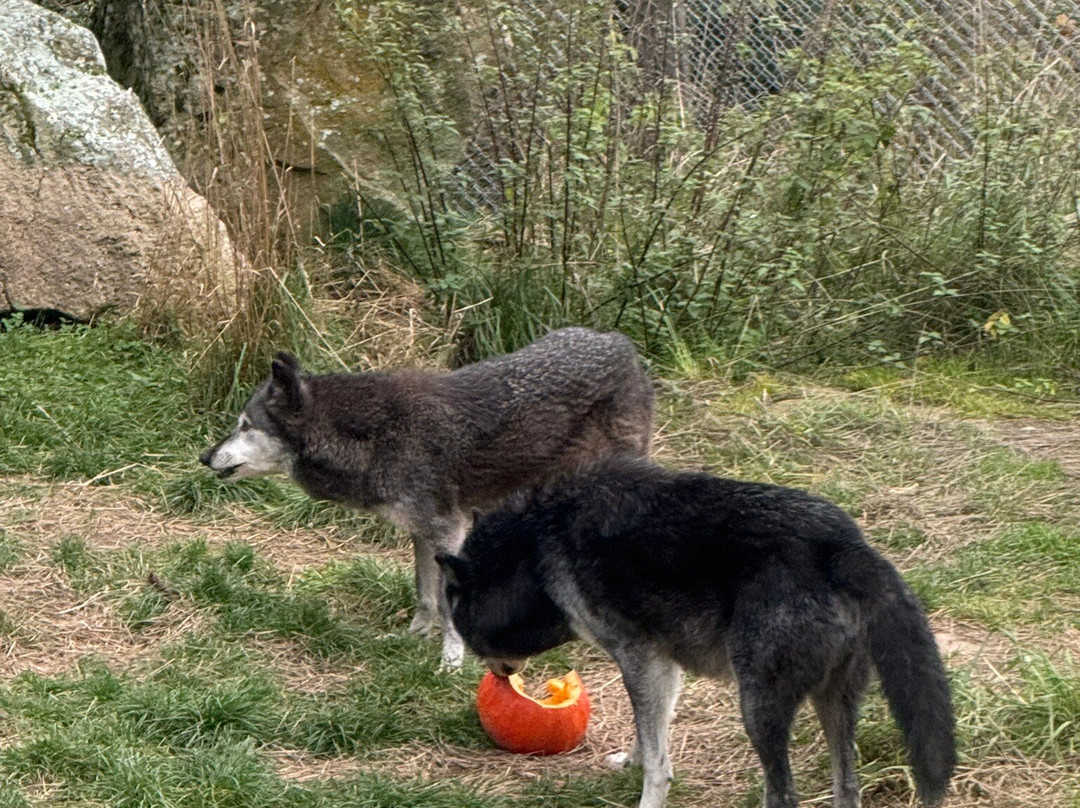 Les Loups du Gevaudan-Saint-Leger-de-Peyre必去景点