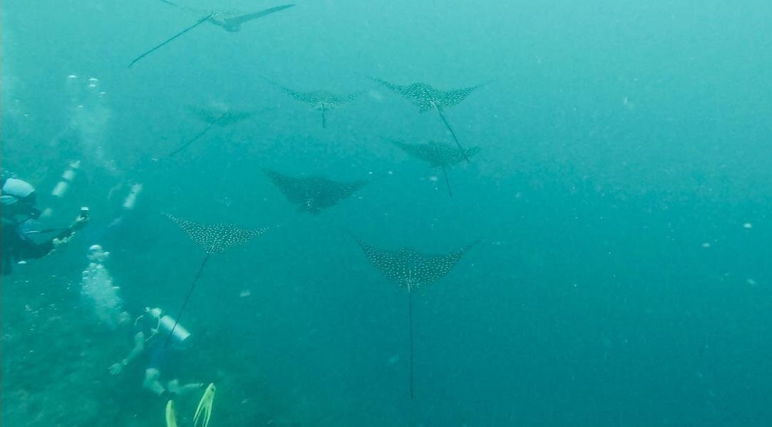 Macana Maldives-皮斯托亚必去景点