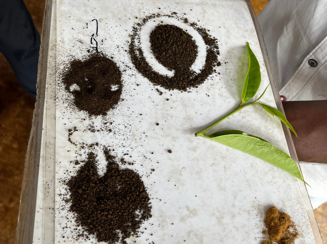 Connemara Tea Factory-Vandiperiyar必去景点