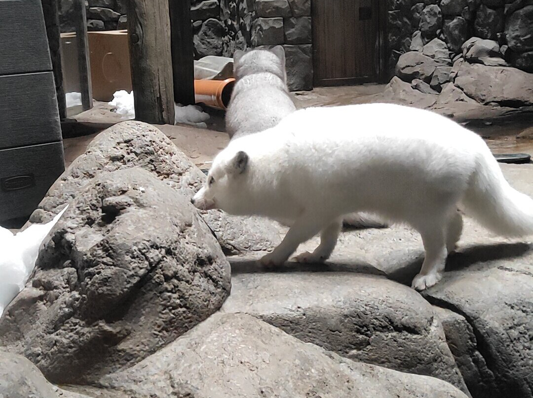 SeaWorld Yas Island Abu Dhabi-阿布扎比必去景点