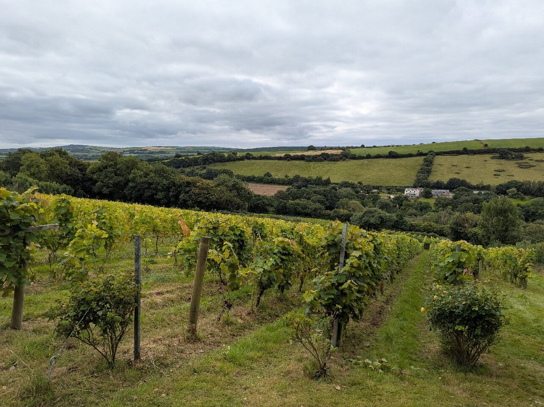 Camel Valley Vineyard-博德明必去景点