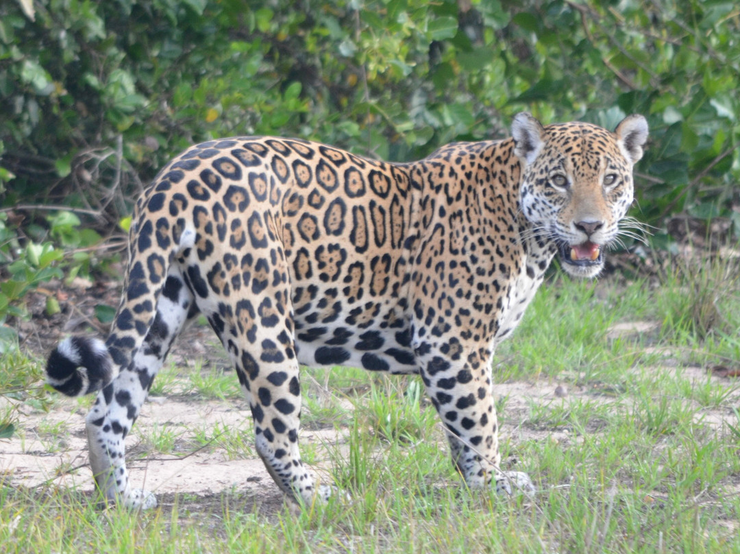 Wildlife Pantanal Tours-Cuiaba必去景点