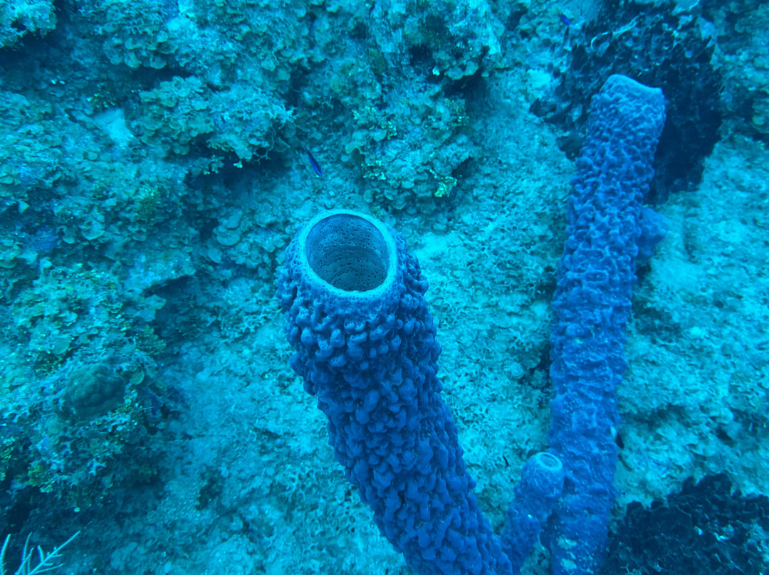 Sweet Bottom Dive Center-圣克鲁斯必去景点